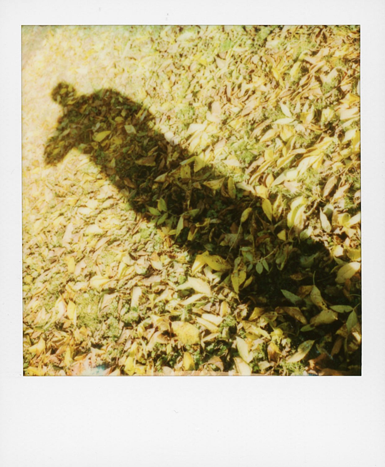 Shadow ...
🔻
🔻
#shadow #tree #mypolaroidnow #polaroid #instantmagazine #polaroidoriginals @polaroid #polaroidoriginals_hk #polaroidoriginals_jp #impossibleproject #sx70 #color600 #instantphoto #analogphotography #instantpic #squarepic #polazine #polaroidoftheday #squaremag #thepolavoid #_instnt #instantfilmsociety #polaroidcommunity🎞 #polazine #polaroid_asia